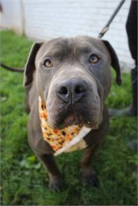 Earl the Pit Bull Terrier Mix at Associated Humane Societies - Newark