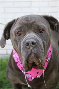 Bonnie the Cane Corso at Associated Humane Societies - Newark