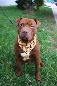 Tater the Pit Bull Terrier Mix at Associated Humane Societies - Newark