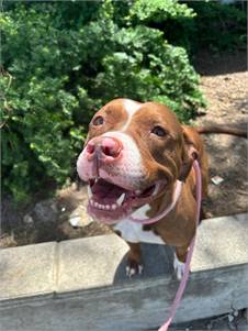 Heidi the Pit Bull Terrier Mix at Associated Humane Societies - Newark