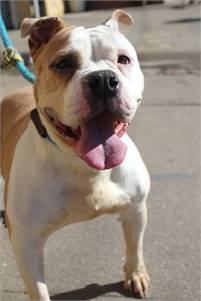 Luna the American Bulldog Mix at Associated Humane Societies - Newark