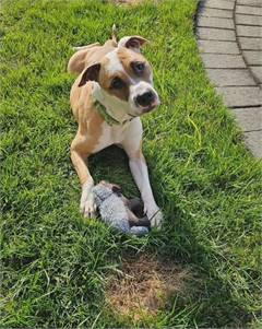 Cookie the Pit Bull Terrier Mix at Associated Humane Societies - Newark