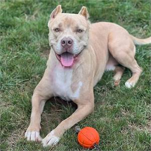 Barney the American Staffordshire Terrier at Best Friend Dog and Animal Adoption, Inc