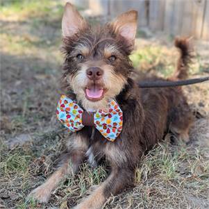 Bean the Terrier Mix at Big Dog Rescue Project