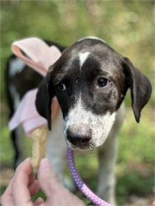 Rey the Border Collie Mix at Big Dog Rescue Project