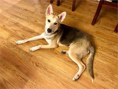 Tango the Shepherd Mix at Big Dog Rescue Project