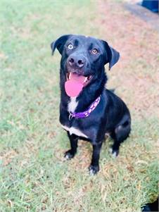 Priscilla the Labrador Retriever & Husky Mix at Big Dog Rescue Project