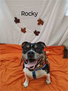 Rocky at Cape May County Animal Shelter and Adoption Center