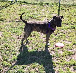 Reese the Terrier at Cape May County Animal Shelter and Adoption Center