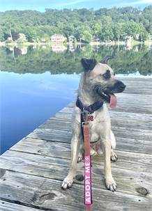 Josie the Border Terrier Mix at Cold Nose Warm Heart Dog Rescue