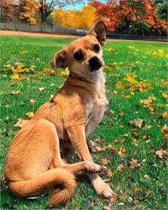 Peanut the Chihuahua at Friends With Four Paws