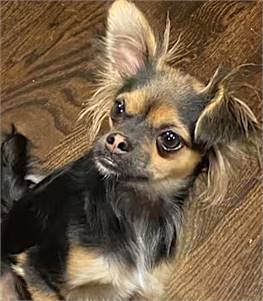 Tequila the Chihuahua/Papillon Mix at Friends With Four Paws