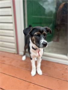 Waffles (NJ) the Labrador Retriever & Border Collie Mix at Homeless Paws