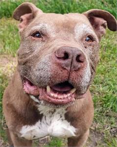 Mocha the Mixed Breed at Homeward Bound