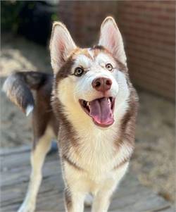 Googles the Siberian Husky at Husky House