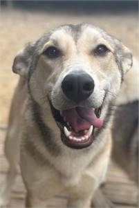 Goldie Siberian Husky Mix at Husky House