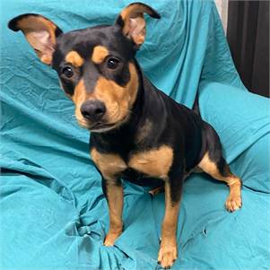 Destiny the German Pinscher & Miniature Pinscher Mix at JKRC Rescue