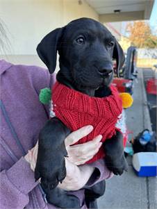 Gordon the Black Labrador Retriever & Pit Bull Terrier Mix at JKRC Rescue