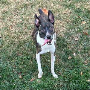 Russel the Rat Terrier & Feist Mix at Lost Paws Animal Rescue