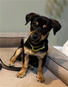 Alistair the Beagle & Dachshund Mix at Lost Paws Animal Rescue