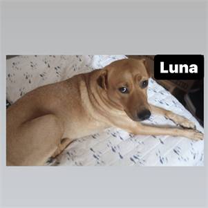 Luna the Labrador Retriever Mix at Lost Paws Animal Rescue