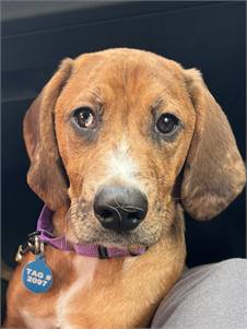 Katie Girl WV the Redbone Coonhound Mix at North Star Pet Rescue