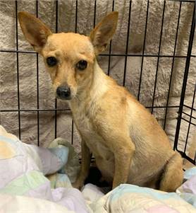 Triscuit TX the Chihuahua at North Star Pet Rescue