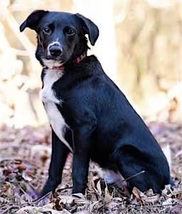 Elkins the Border Collie Mix at One Love Animal Rescue