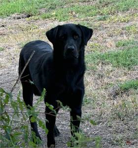 Ernie the Labrador Retriever at Puppy Love Pet Rescue