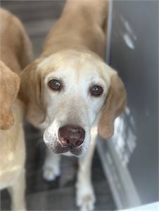 Lainey the Labrador Retriever at Real Dog Rescue