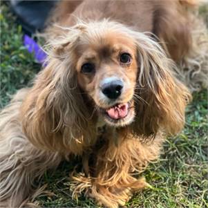 Mopsy the Cocker Spaniel at Rescue Ridge