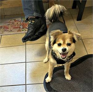 Noah the Pomeranian & Chihuahua Mix at Rescue Ridge