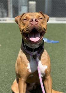 Enzo the Terrier, Pit Bull/Mix at St. Hubert's Animal Welfare Center