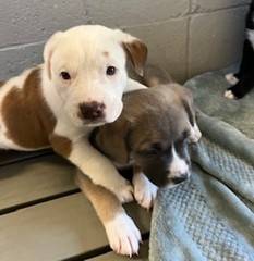 Kayce the Mixed Breed at St. Hubert's Animal Welfare Center