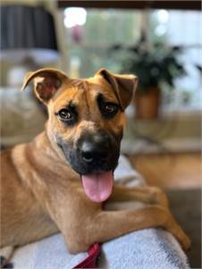 Pickles the Retriever, Labrador/Mix at St. Hubert's Animal Welfare Center