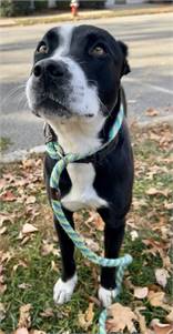 Squash the Mixed Breed at St. Hubert's Animal Welfare Center