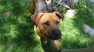 Chevy the Labrador Retriever Mix at Trina & Friends K9 Rescue