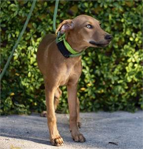 Adopt 6-month-old female pup with stunning green eyes!