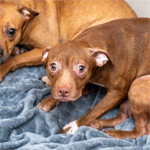 Maggie the Boston Terrier Mix at Animal Haven