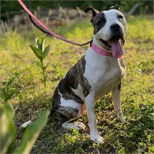 Nana the Pit Bull Terrier at Heavenly Angels Animal Rescue