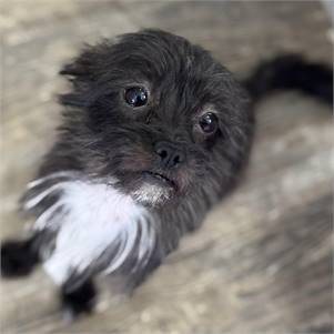 Mona Lisa the Brussels Griffon & Shih Tzu Mix at Friends With Four Paws