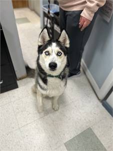 Stitch the Siberian Husky at Ramapo-Bergen Animal Refuge