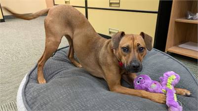 Black Mouth Cur Mix at Eleventh Hour Rescue