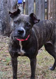 Mika the Sato at Greyhound Friends of New Jersey