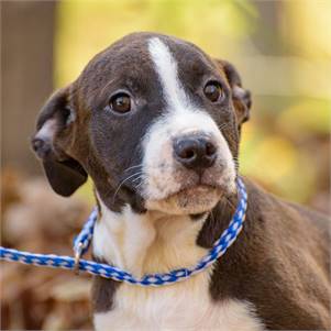 Kruz the Hound Mix at Animal Alliance of NJ