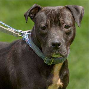 Hero the Pit Bull Terrier & Hound Mix at Animal Alliance of NJ