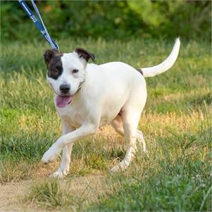 Katie the Hound Mix at Animal Alliance of NJ