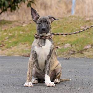 Sinclair the Hound Mix at Animal Alliance of NJ