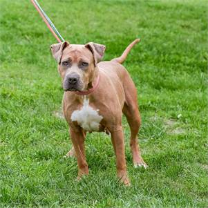 Samantha the Hound Mix at Animal Alliance of NJ