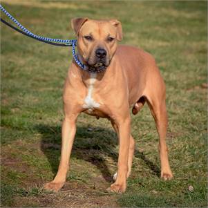 Dot the Hound & Terrier Mix at Animal Alliance of NJ